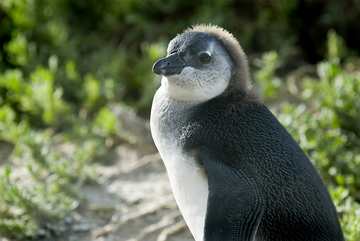 BabyPenguin.jpg