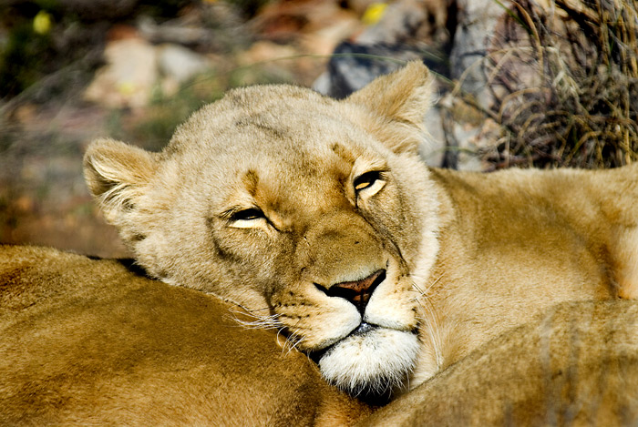 Lion2.jpg