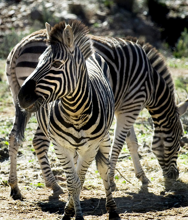 Zebra.jpg