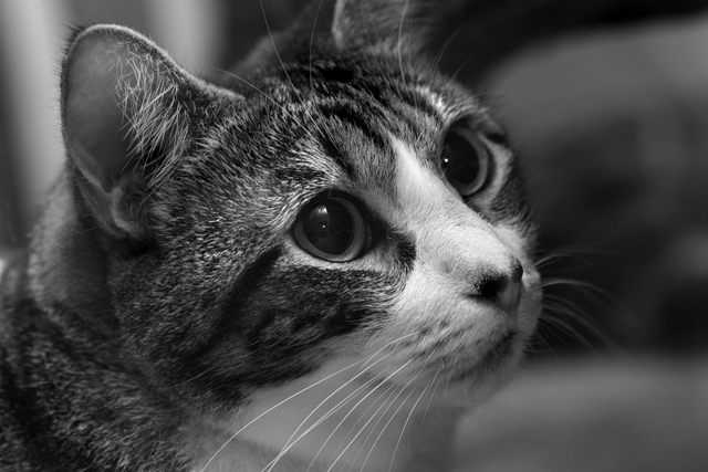 Captive Eyes