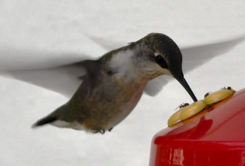 hummer.jpg
