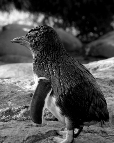 penguin.jpg