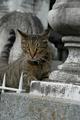 Cat in New Orleans Cemetery