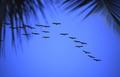 Pelicans in the sky