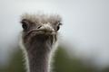 Ostrich