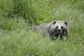 Young Grizzly