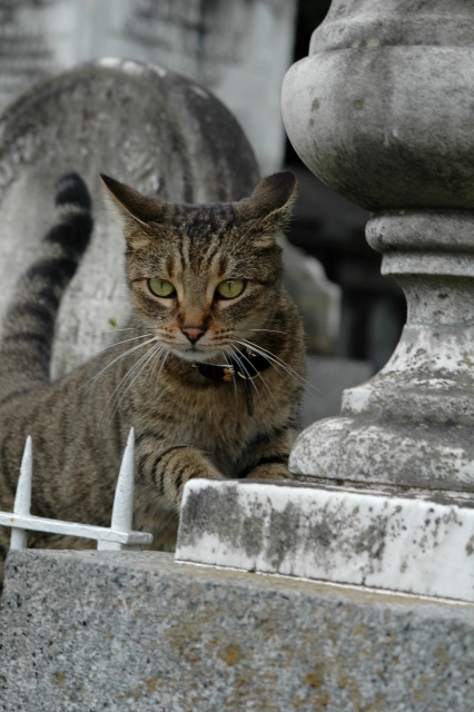 Cat in New Orleans Cemetery
