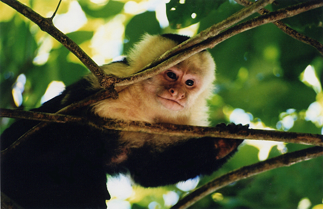 Wild Capuchin Monkey, Costa Rica