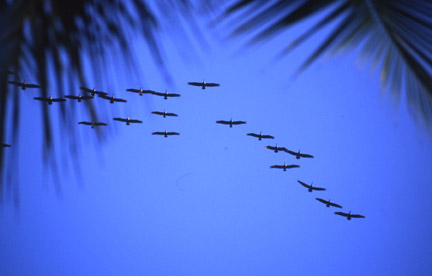 Pelicans in the sky