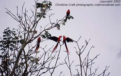 Scarlet Macaws