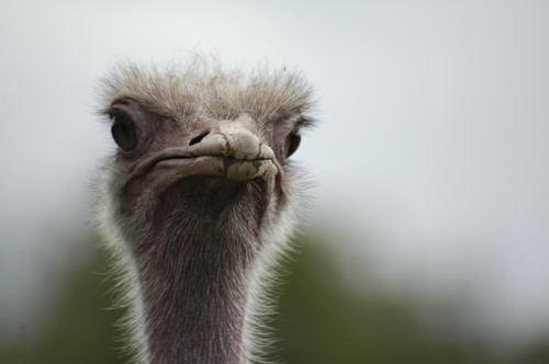 Ostrich