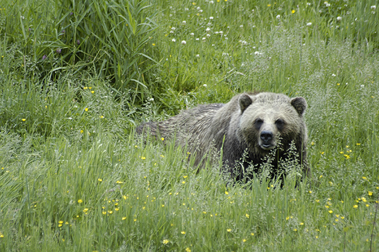 Young Grizzly