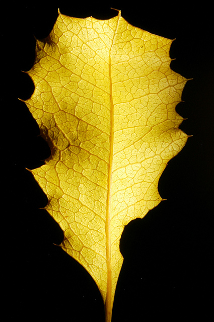 Yellow Leaf