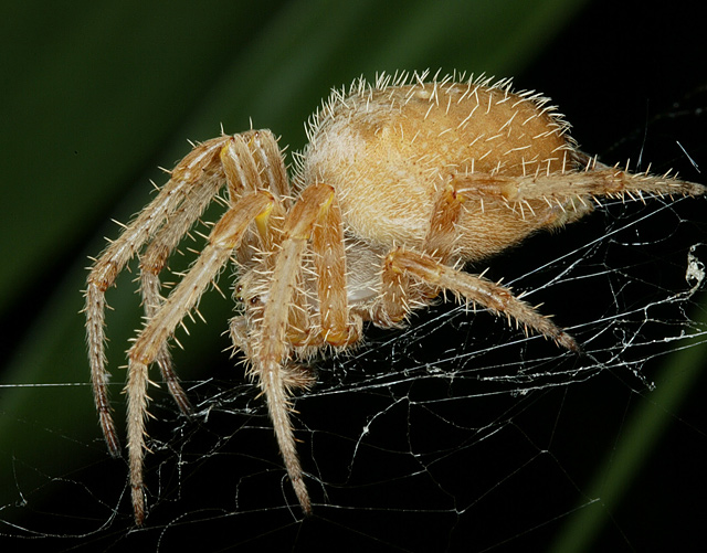 web-little_eyes.jpg