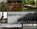 Florida-Samples-1.jpg