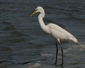 Greater Egret