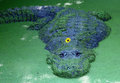 Gator-with-Flower-01.jpg