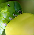 Mmm Banana Pepper