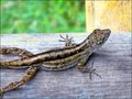 Lizzard -day 5.jpg