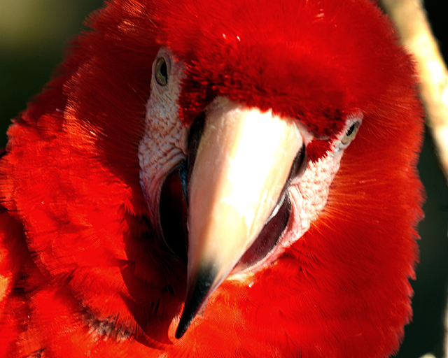 Red Parrot 1.jpg