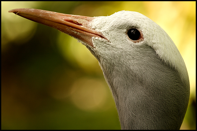 Blue Crane