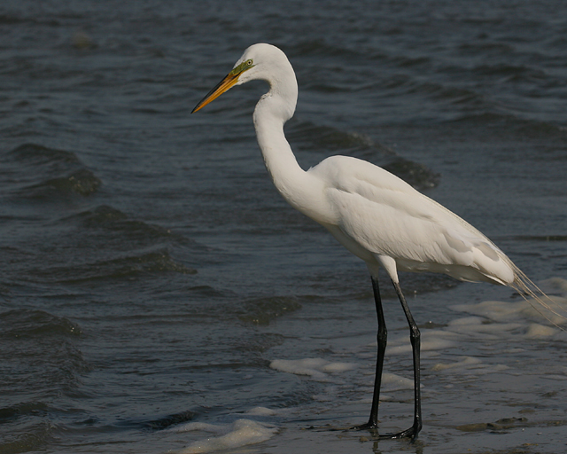 Greater Egret