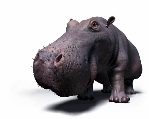 Hippo.jpg