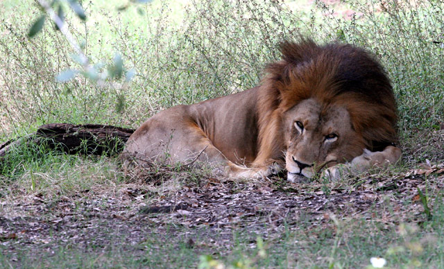 Lion.jpg