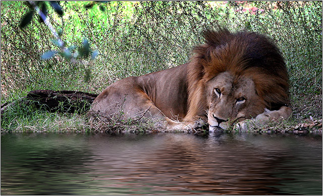 Lion---Flood.jpg