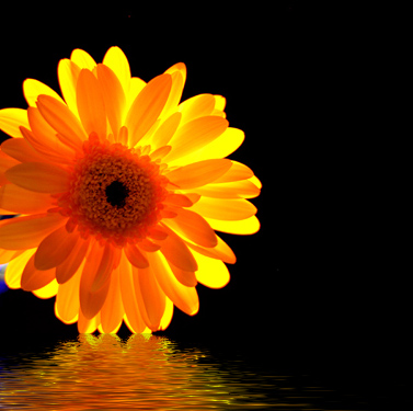Flower-flood.jpg