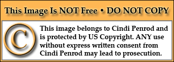 Copyright Notice.jpg