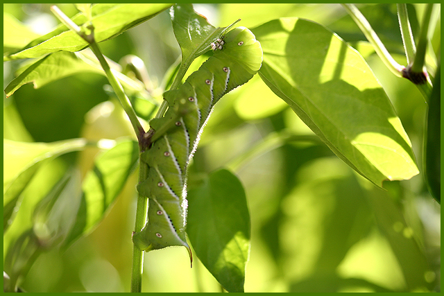 Howard on the Peppers