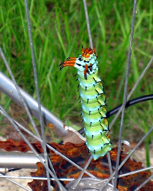 DragonWorm.jpg