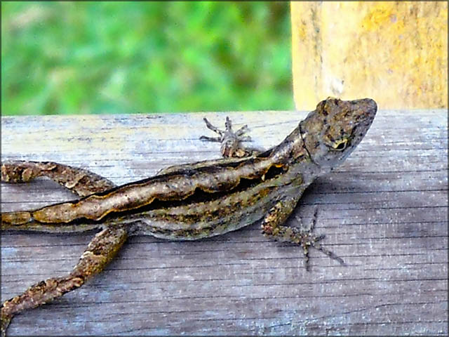 Lizzard -day 5.jpg