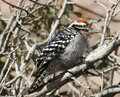 Ladder-Backed Woodpecker