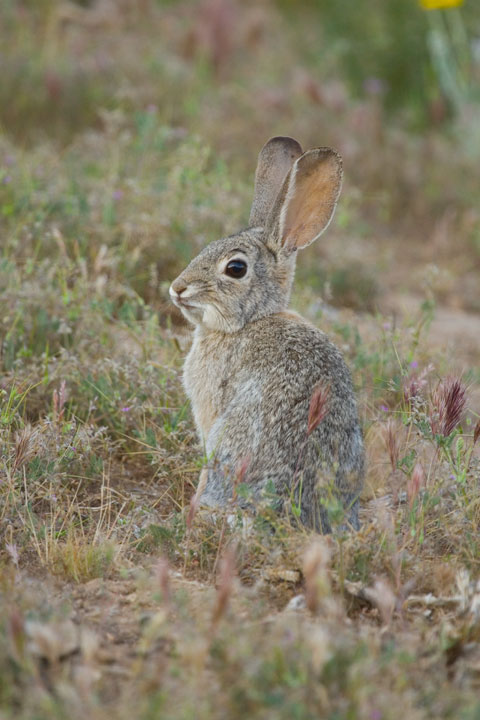 Rabbit