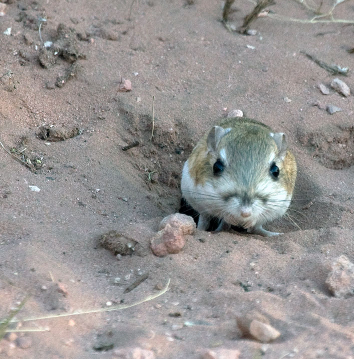 kangaroo-mouse
