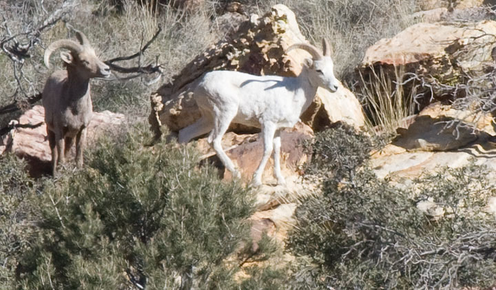 Albino#1