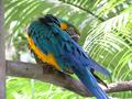 Macaw