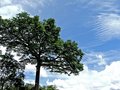 Against the Sky
