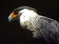 Caracara