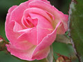 Pink Rose