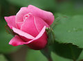 Pink Rosebud