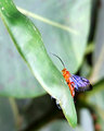 Complementary Colors