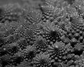 Romanesco Broccoli