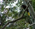 Oropendola 01