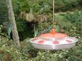 Humming Birds 02