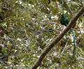 Quetzal 01