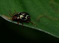 Escarabajo en Reserva de Monteverde