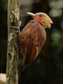 Woodpecker